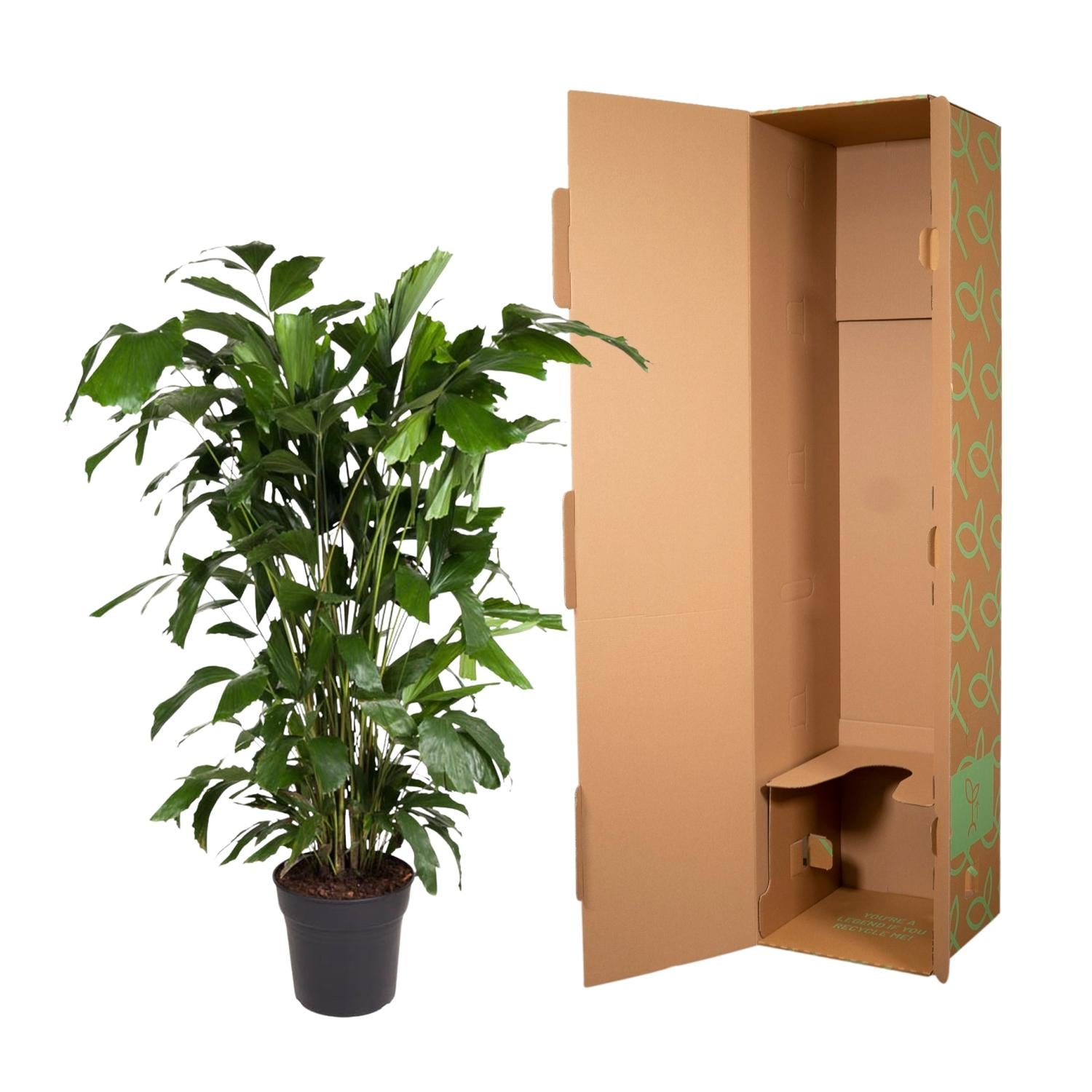 Caryota Mitis - XXLplant