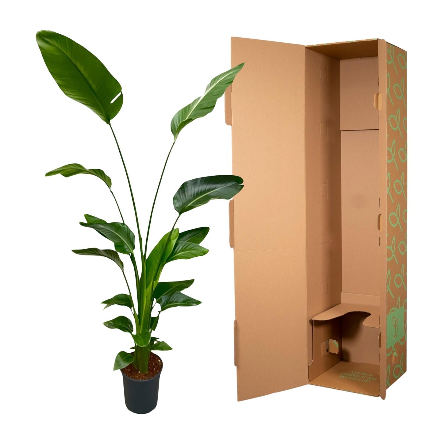 Strelitzia Nicolai - 170 cm - ⌀24 - XXLplant