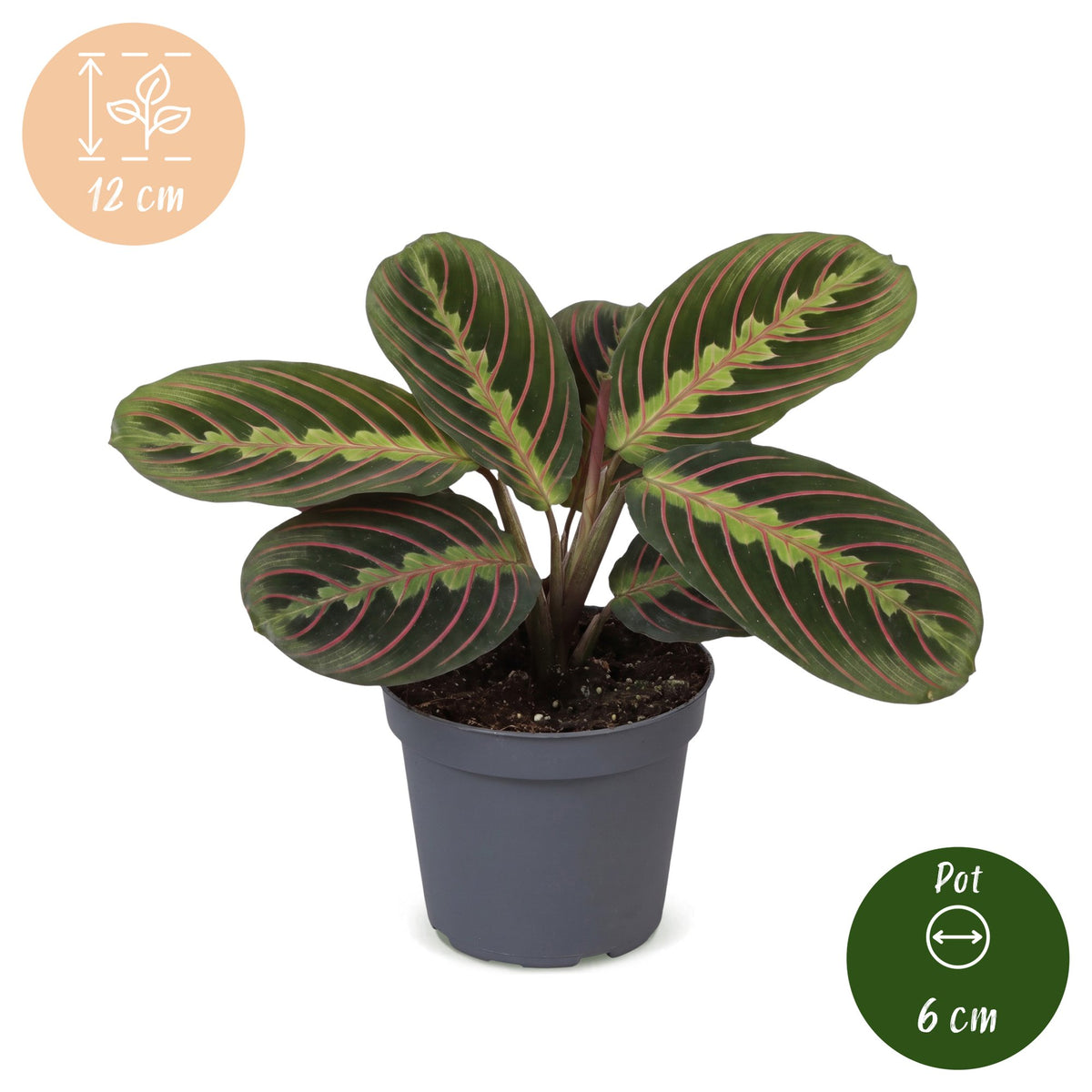 Maranta 12 cm wysokości, doniczka ø6 cm