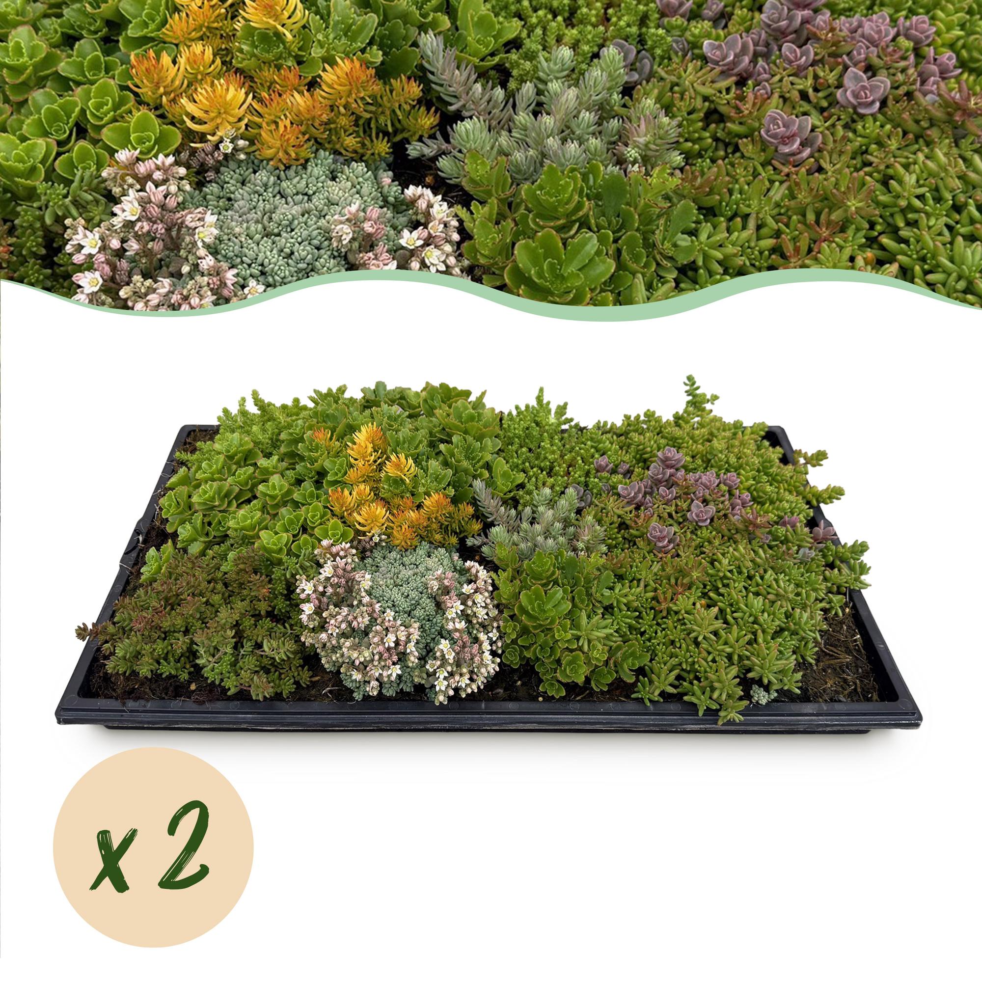 Sedum bodembedekker winterhard, set van 2 matten 50x30 cm