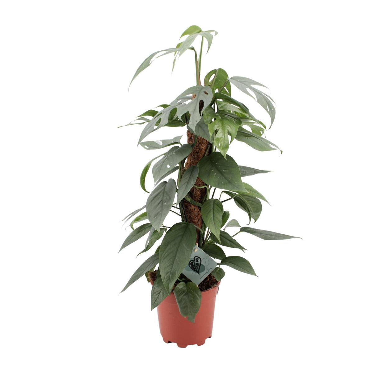 Epipremnum pinnatum 'Cebu Blue'