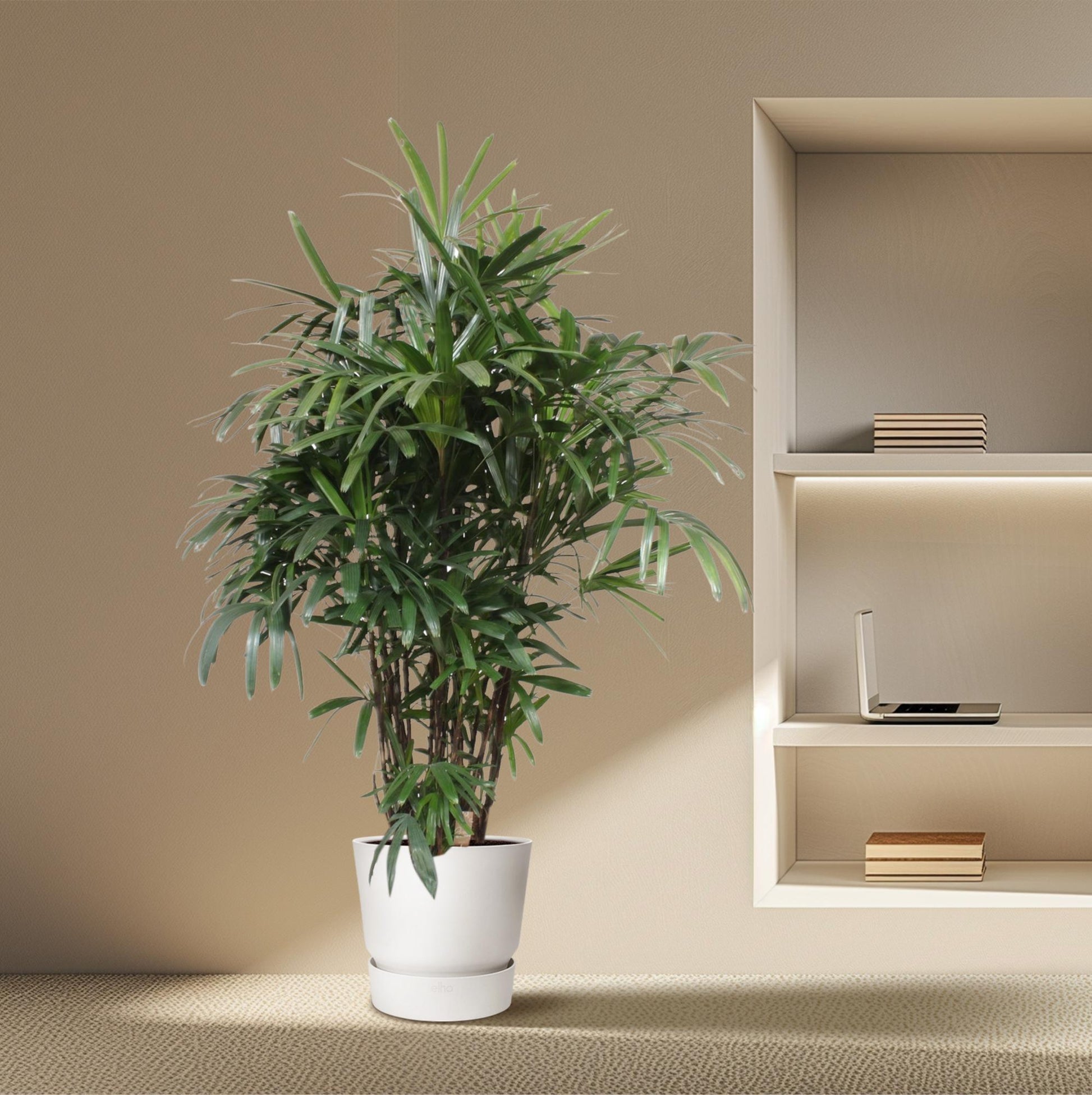Rhapis Excelsa - 190 cm - ø40 - XXLplant