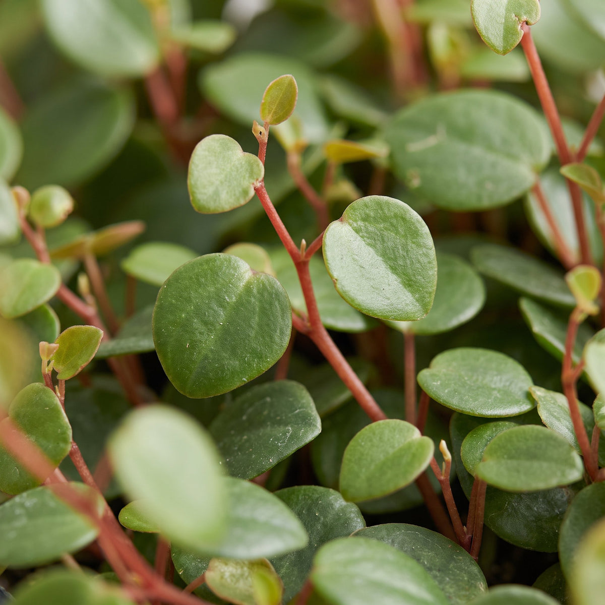 Peperomia 'Pepperspot' 10 cm tall, pot ø6 cm