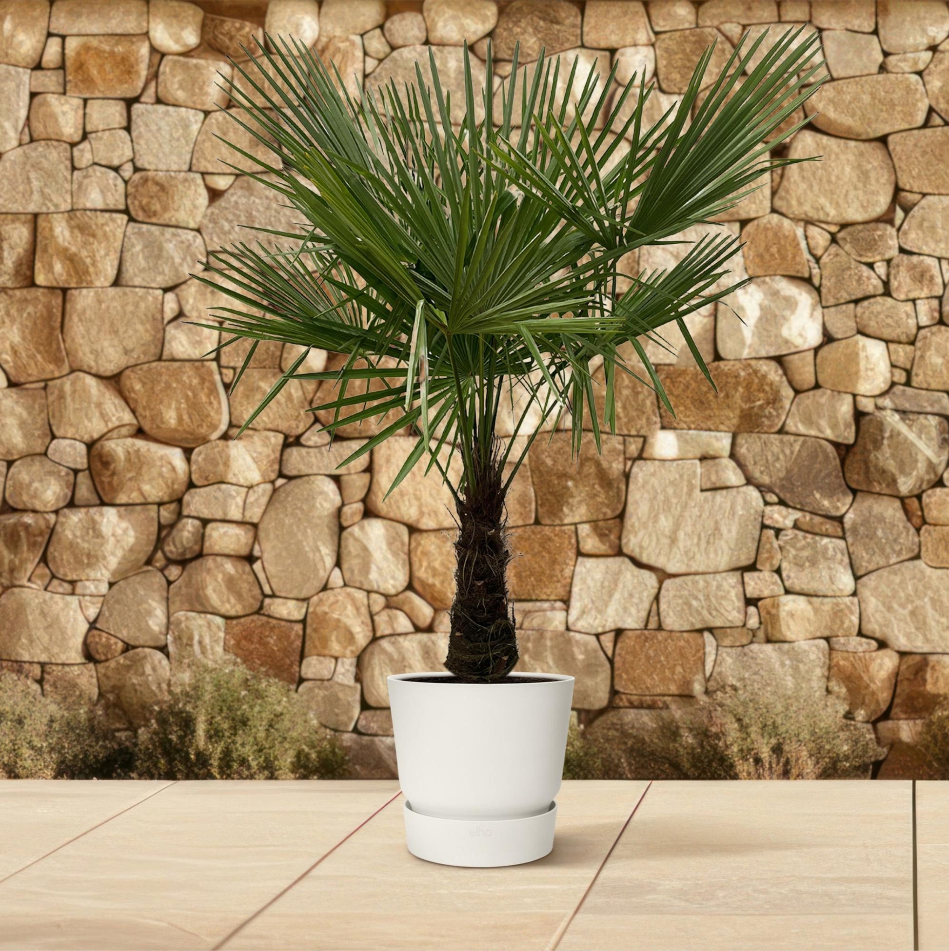 Trachycarpus - 180cm- Ø30 - XXLplant