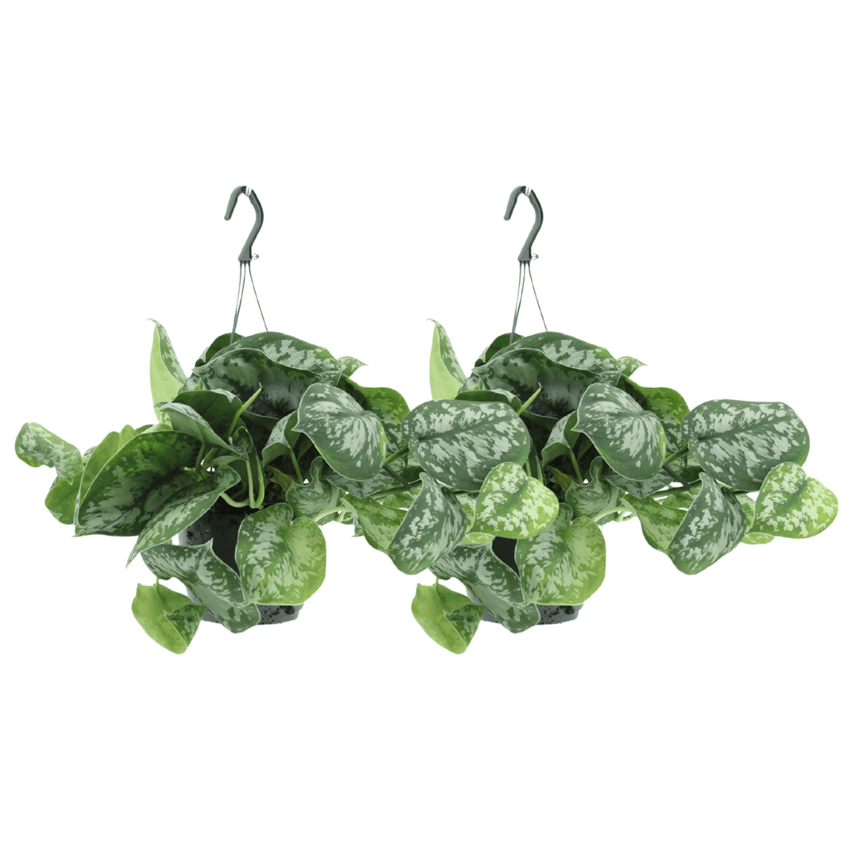 Scindapsus pictus 'Trebie'