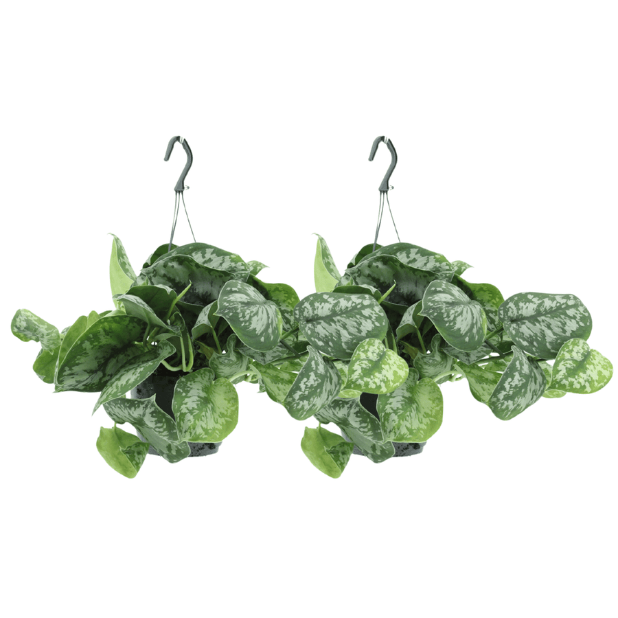 Scindapsus pictus 'Trebie' (2 Pflanzen, Topf ø15 cm)