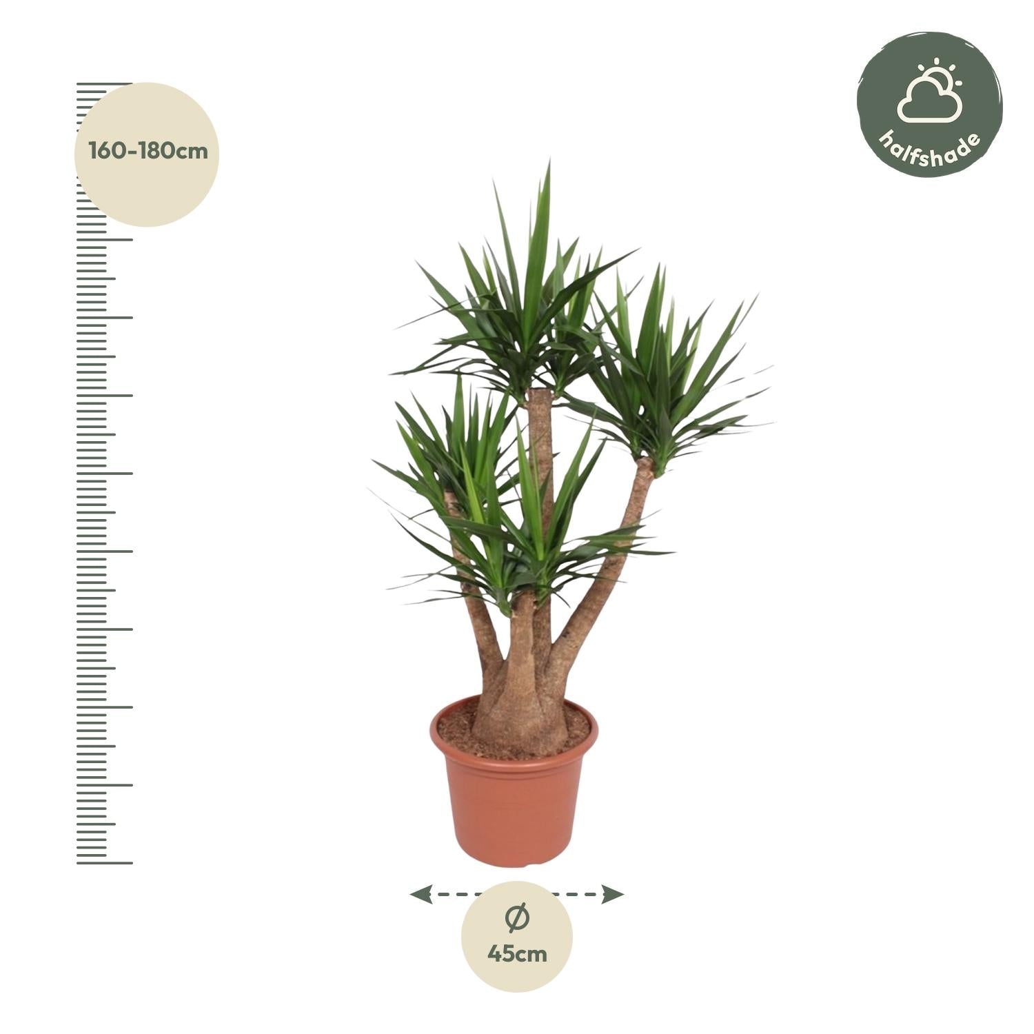 Yucca Elephantipes plant with sturdy trunk and slender green leaves in pot, size 160-180cm.