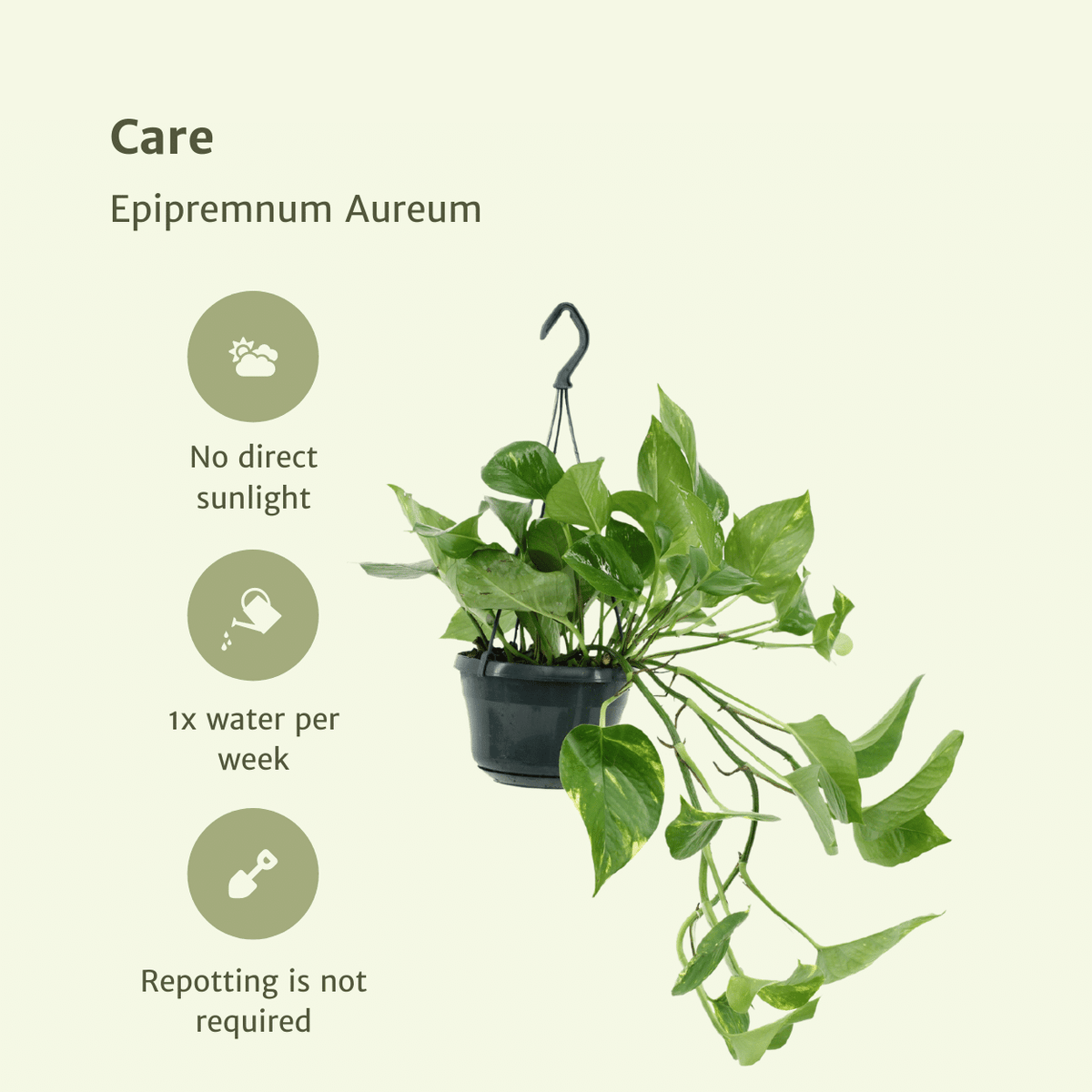 Epipremnum aureum