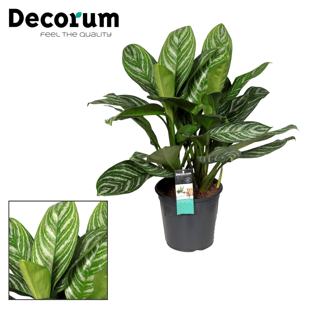 Aglaonema 'Stripes' 80 cm wysokości, doniczka ø21 cm