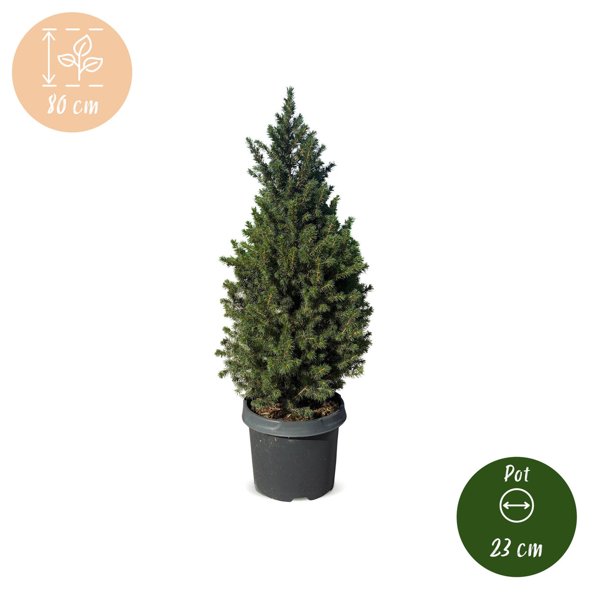 Kegelspar (Picea glauca 'Conica')
