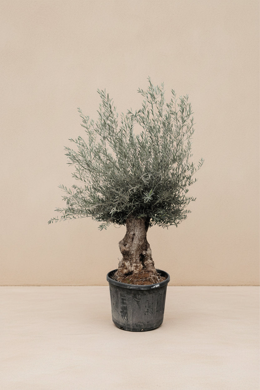 Olea Europaea Bonsai with twisty trunk and silver-green leaves in a pot.