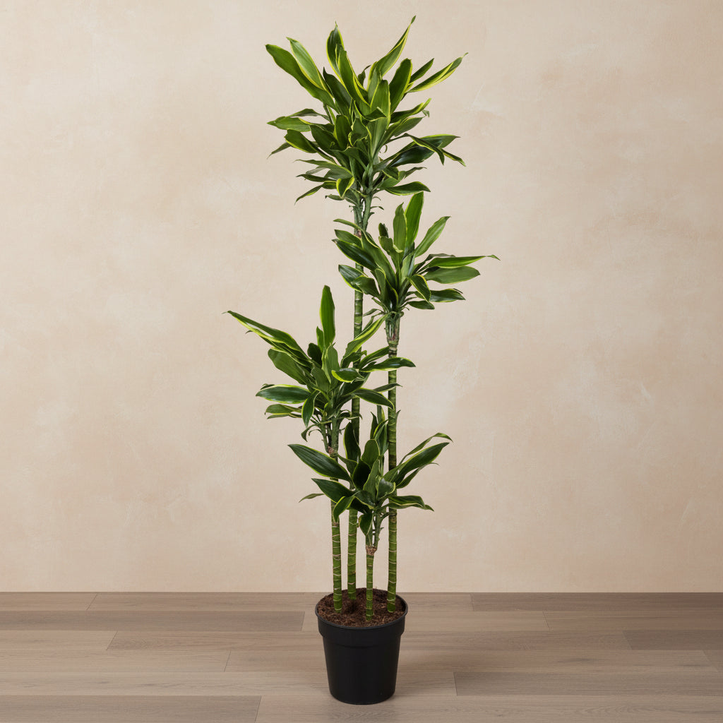 Dracaena Golden Coast (drakenbloedboom) 170 cm hoog, pot ø27 cm