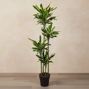 Dracaena Golden Coast (drageblodstræ) 170 cm høj, potte ø27 cm
