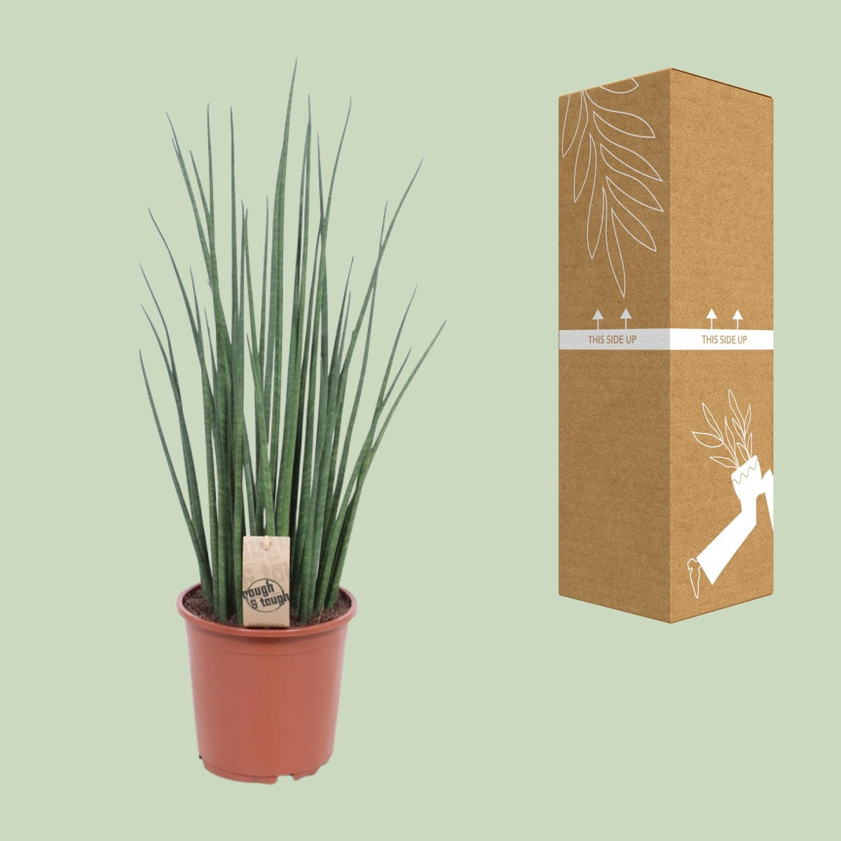 Vrouwentong (Sansevieria 'Mikado')