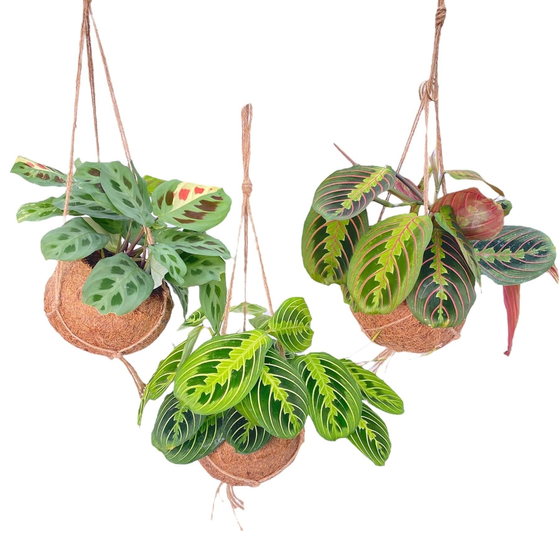 Kokodama Maranta Mix, 20 cm hoog, pot ø15 cm, set van 3