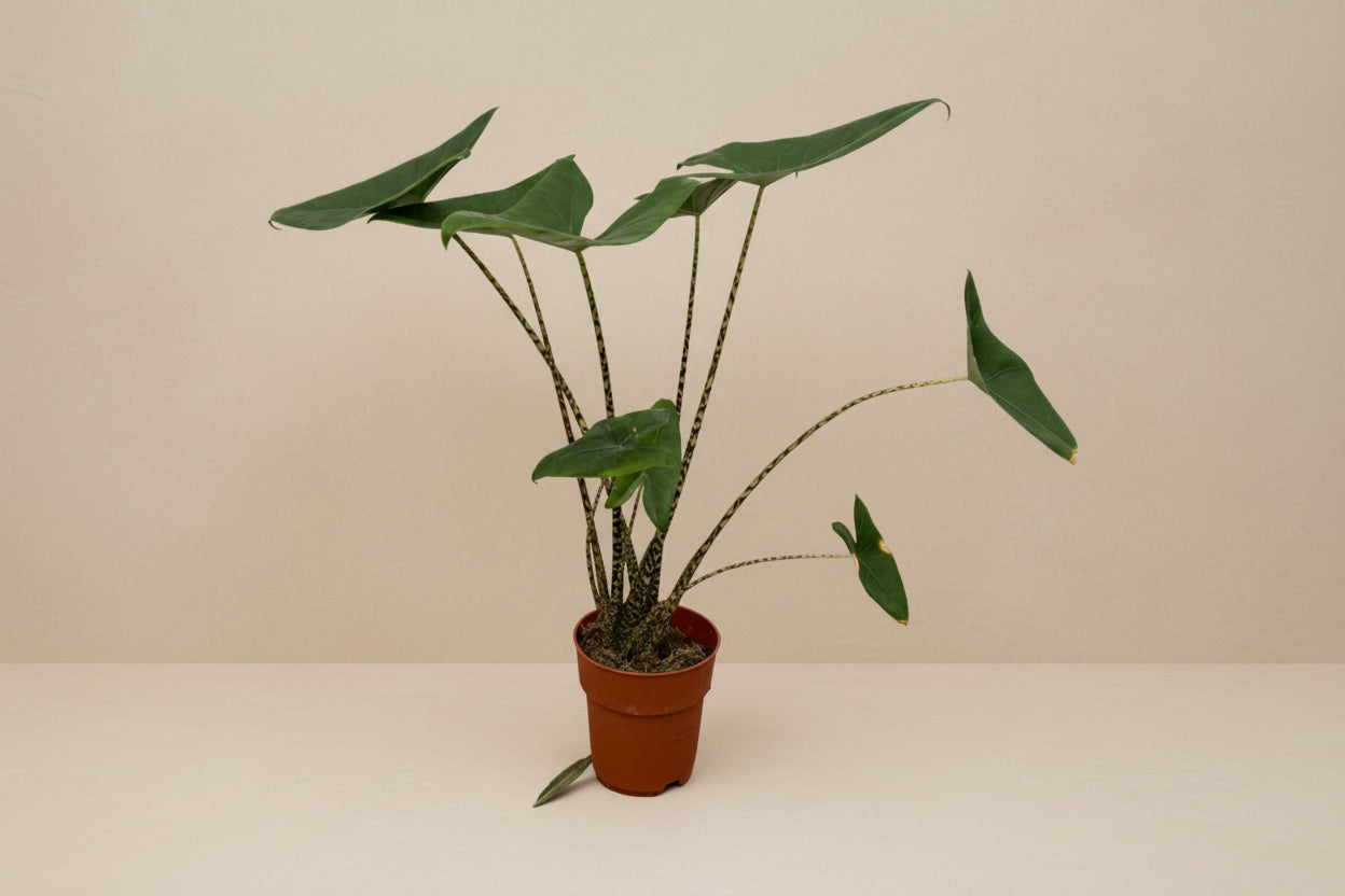 Alocasia Zebrina in pot with zebra-like stems and large, green arrow-shaped leaves.