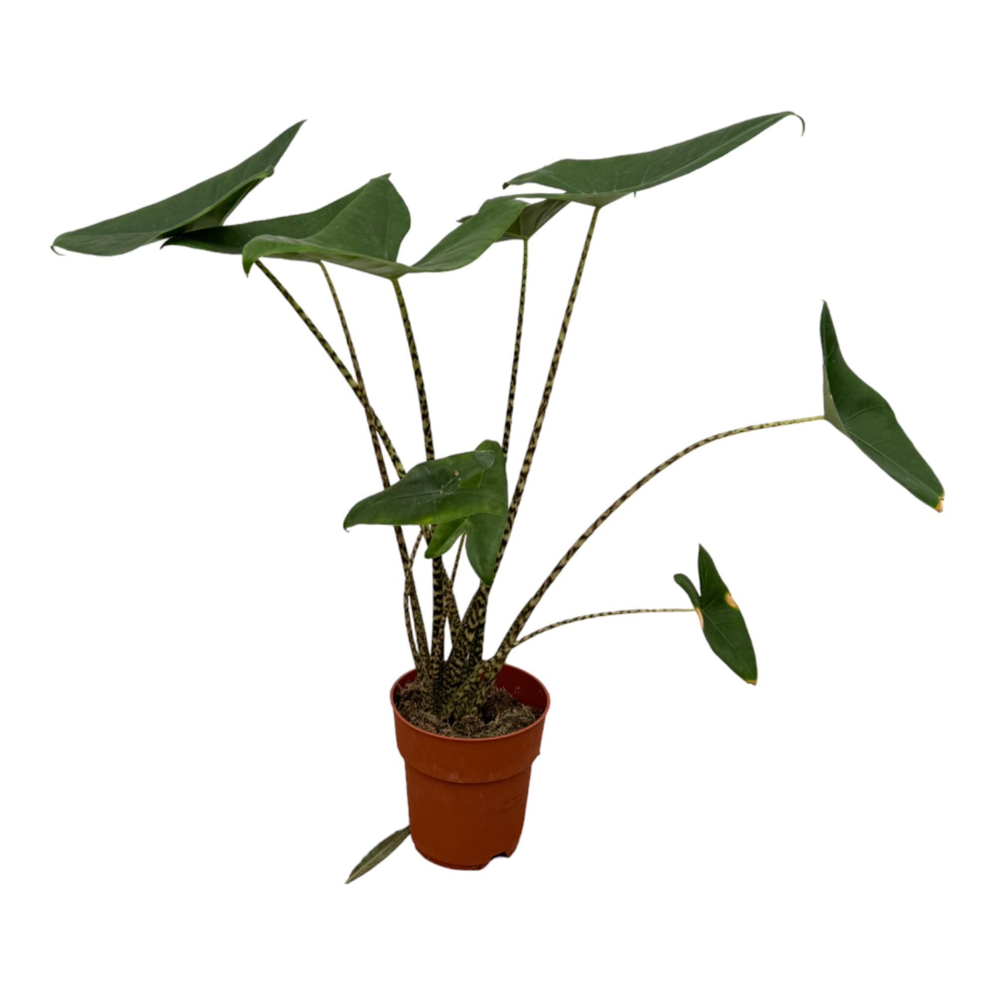 Alocasia Zebrina - 80 cm - Ø21cm - XXLplant