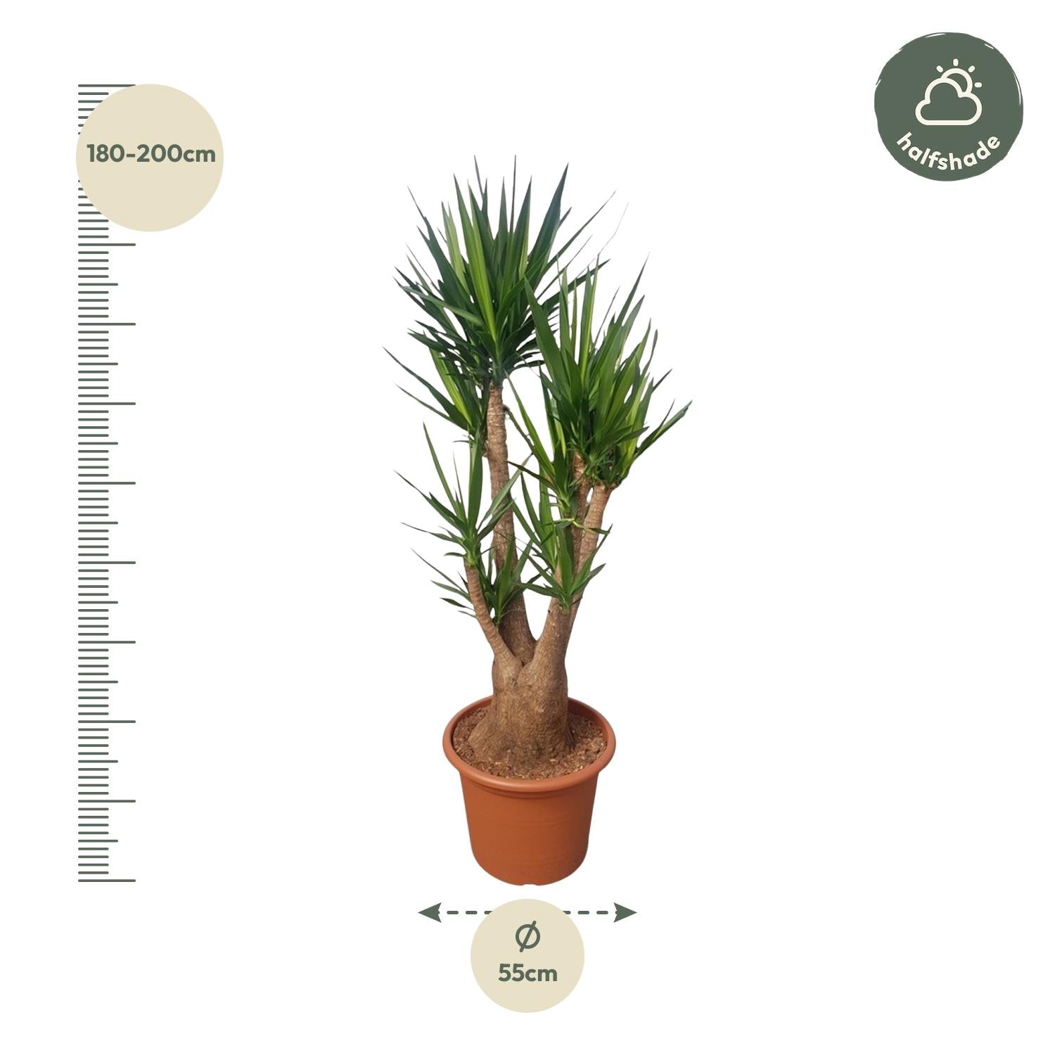 Yucca Elephantipes