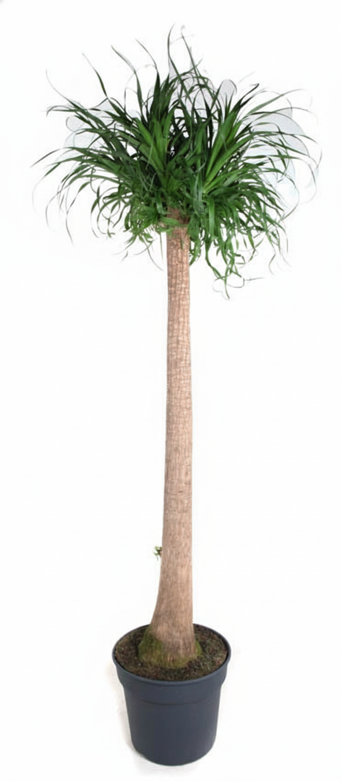 Olifantsvoet XXL (Beaucarnea recurvata) 180 cm hoog, pot ø34 cm