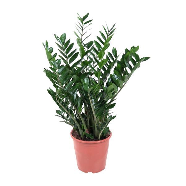 Zamioculcas ⌀21 90cm - ø21