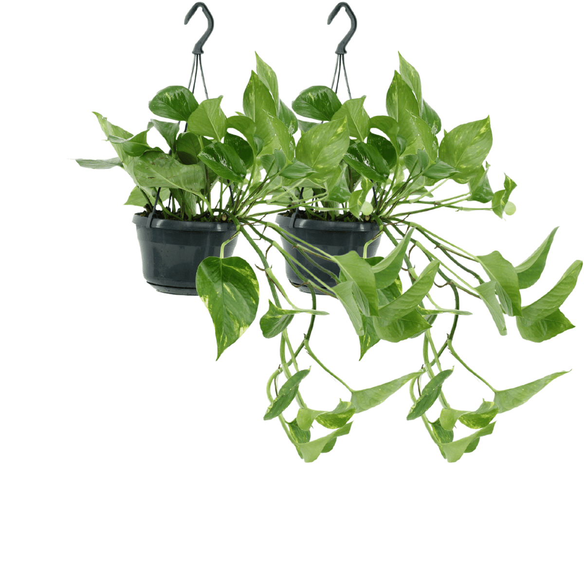 Epipremnum aureum