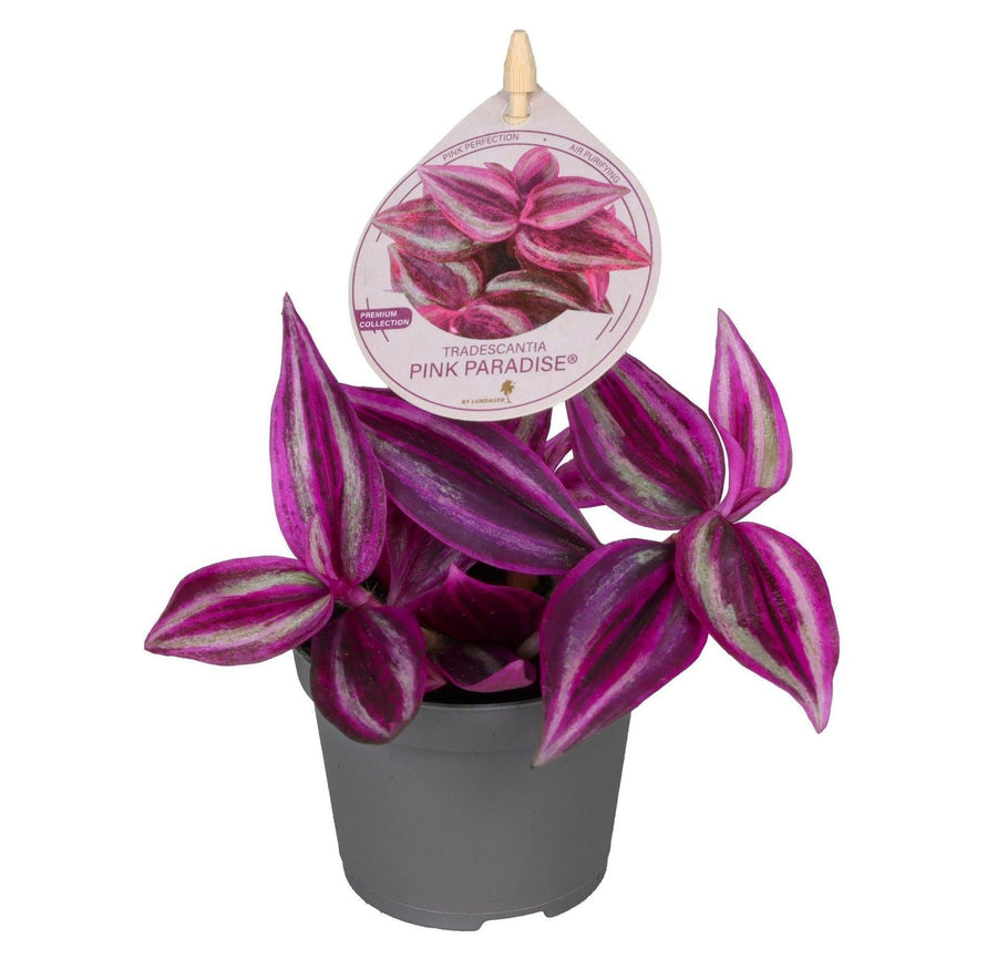 Trzykrotka (Tradescantia 'Pink Paradise') 5 cm wysokości, doniczka ø6 cm