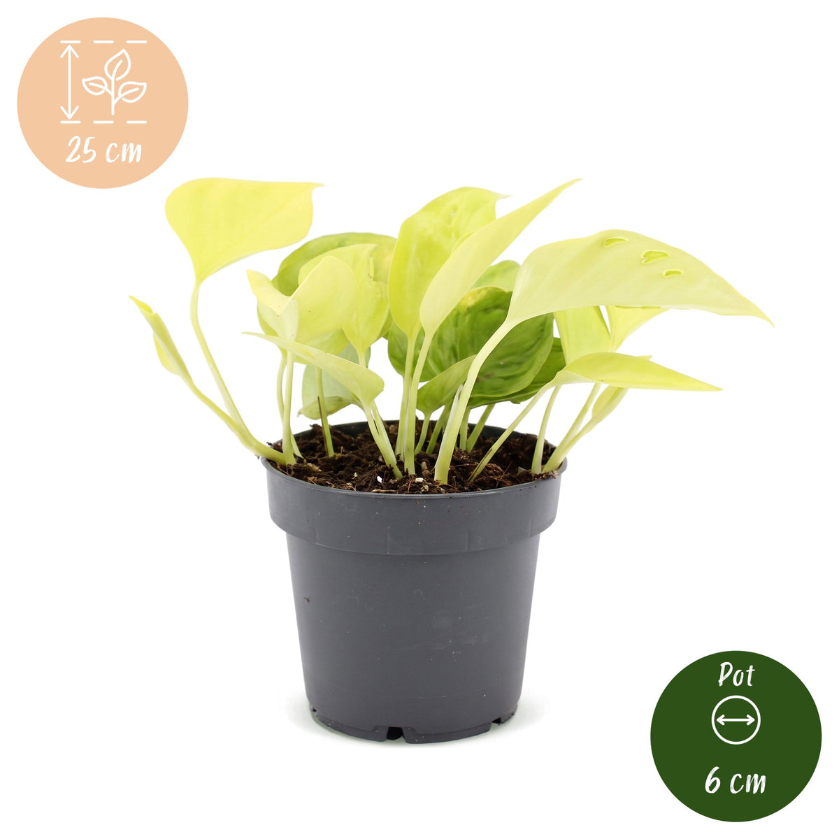 Scindapsus (Epipremnum 'Champs Élysées')