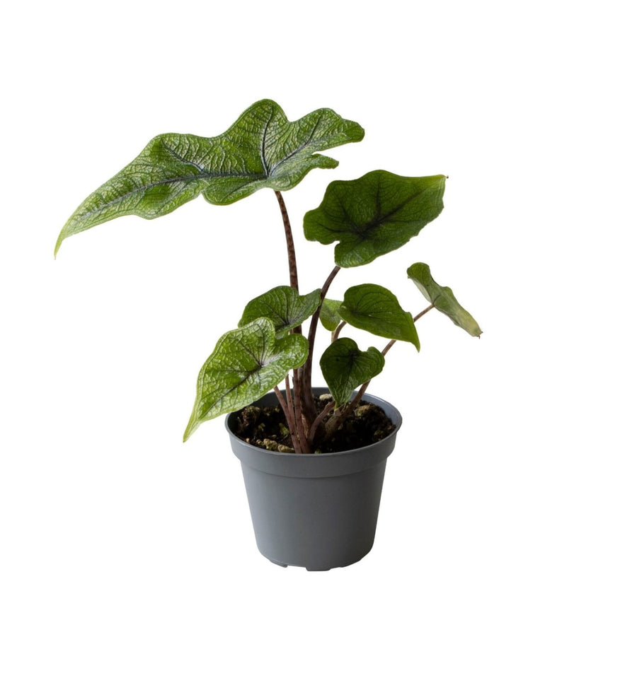 Alocasia 'Jacklyn' 10 cm hoog, pot ø6 cm