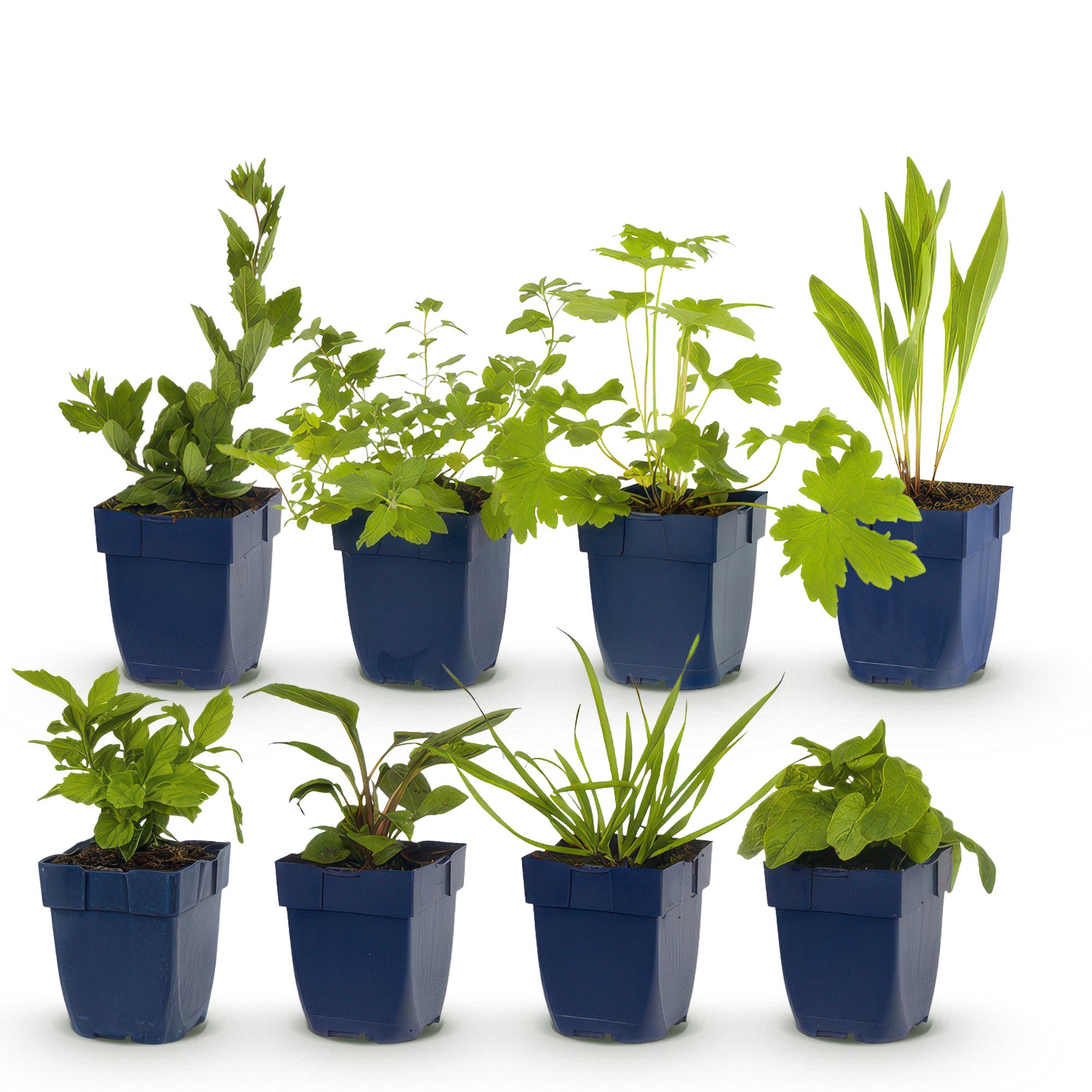 Borderpakket Bijen- en Vlinderlokkend, 8 vaste planten voor 1 m², pot ø11 cm