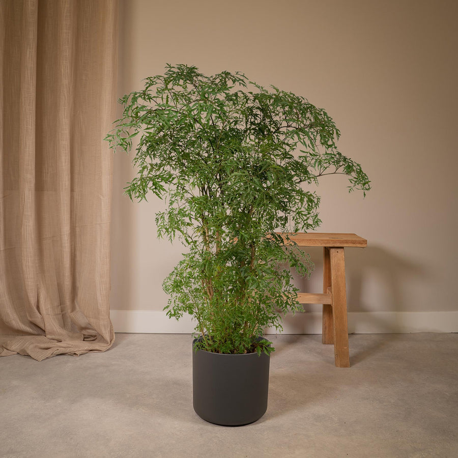 Aralia (Polyscias fruticosa) 75 cm hög, kruka ø21 cm