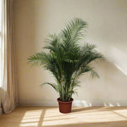 Areca palm (Goudpalm) op 230cm — XXLplant