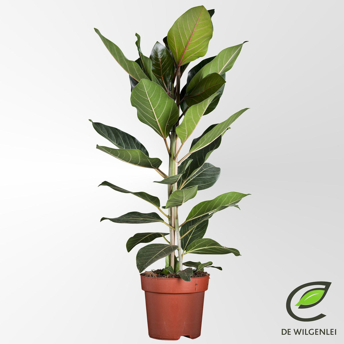 Bengaalse vijg (Ficus benghalensis 'Joy')