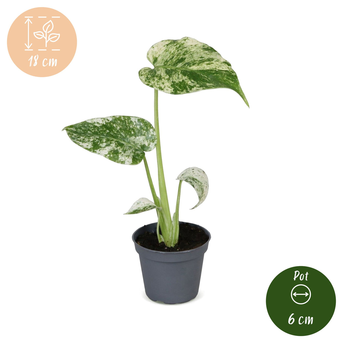 Bonte gatenplant (Monstera deliciosa 'Mint Variegated')