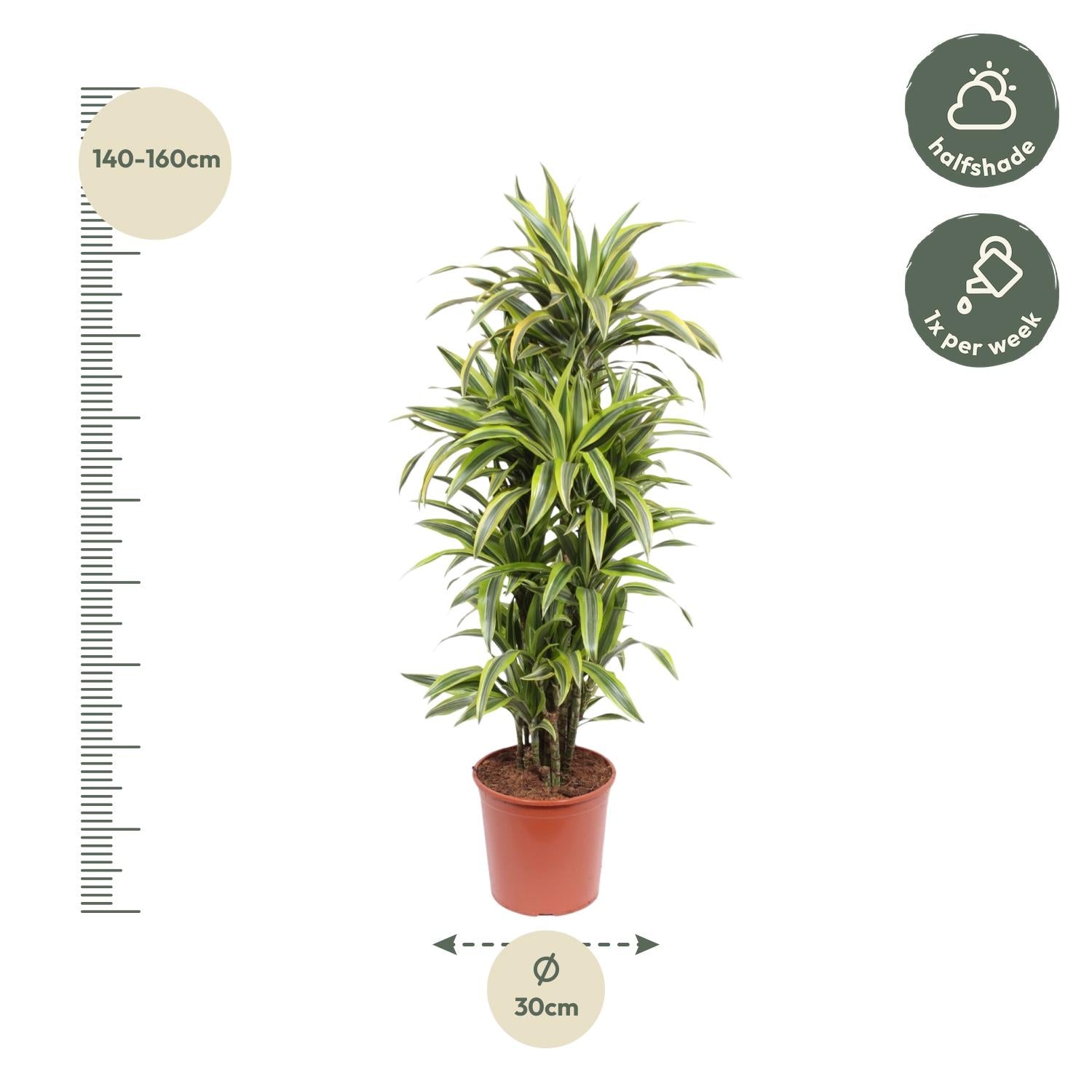 Dracaena Lemon Lime (drakenbloedboom) 150 cm hoog, pot ø30 cm