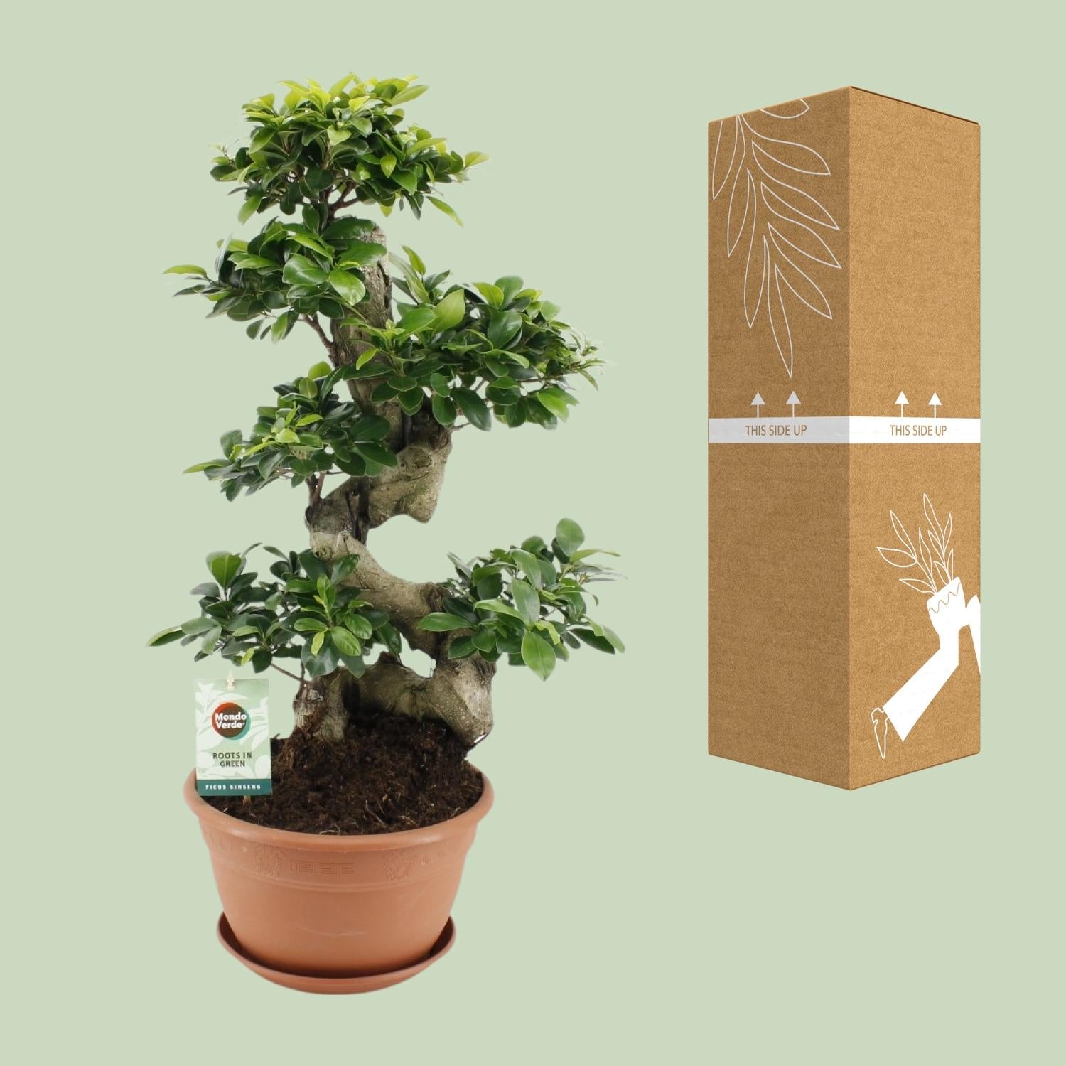Ficus Ginseng (bonsai-vijg) 70 cm hoog, pot ø27 cm