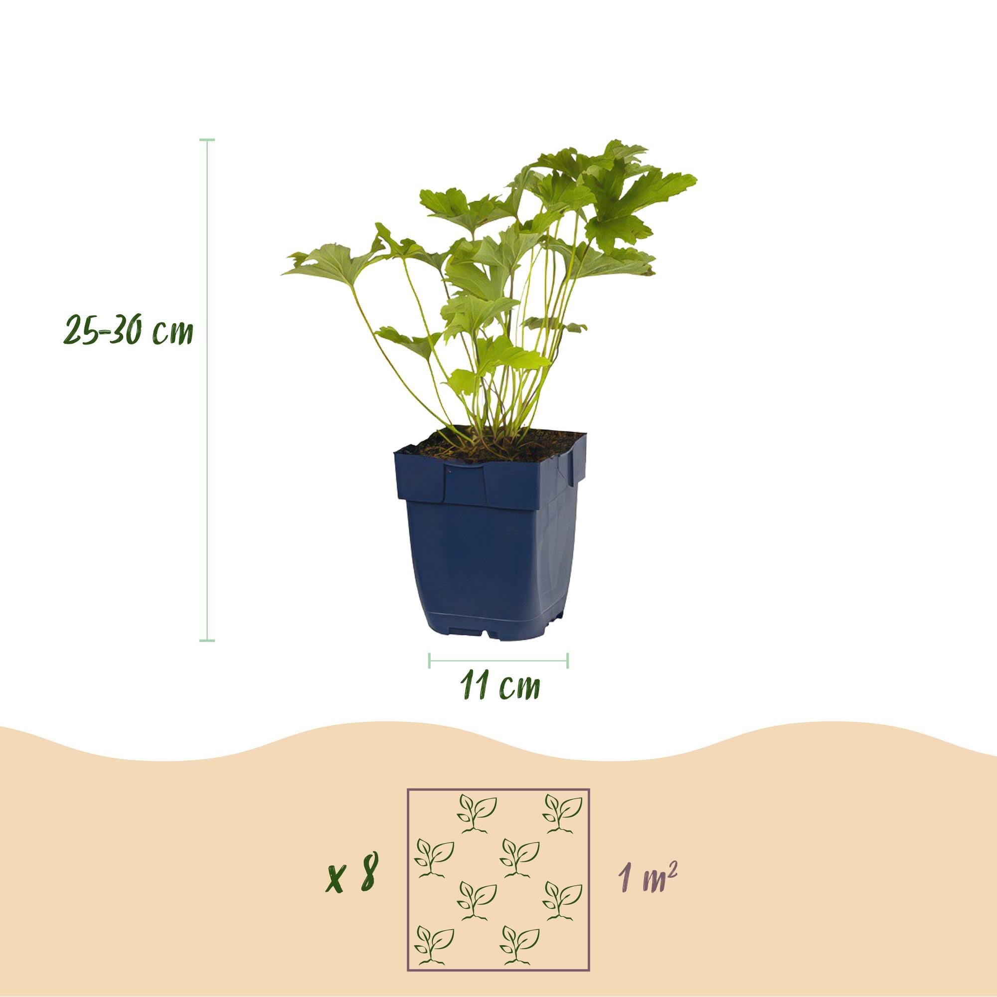Borderpakket Schaduw, 8 vaste planten voor 1 m², pot ø11 cm
