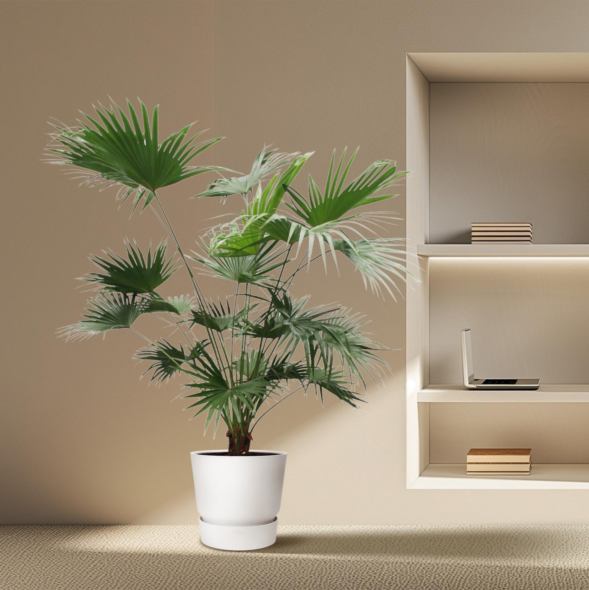 Livistona Chinensis - XXLplant