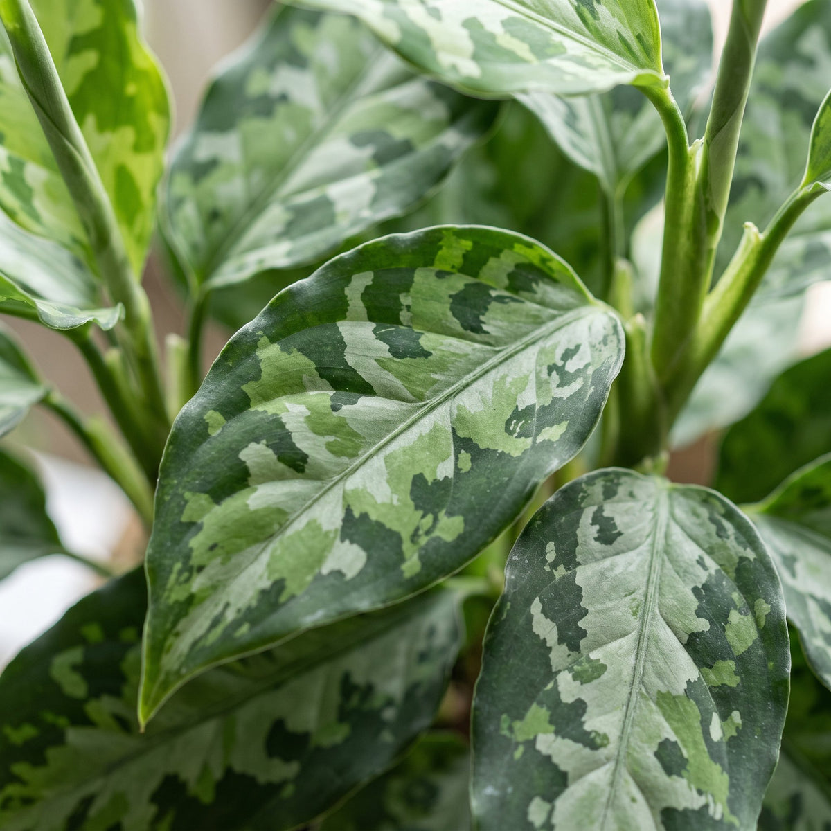 Aglaonema pictum 'Tricolor' 10 cm wysokości, doniczka ø6 cm