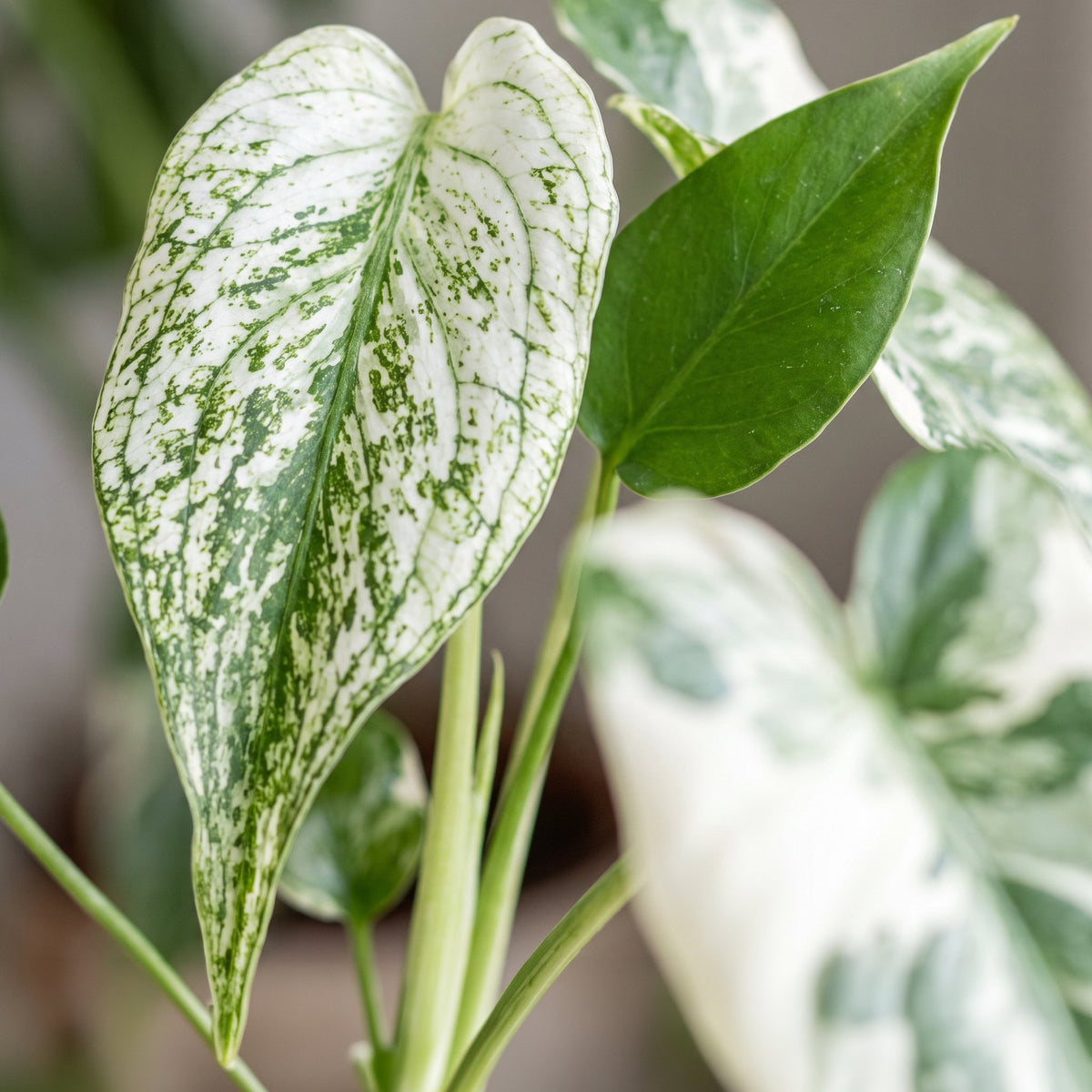 Monstera 'Devil Monster'