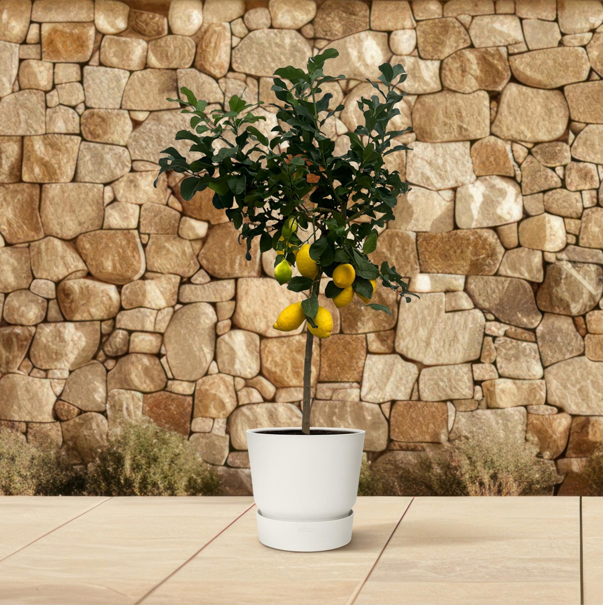 Citrus Lemon (Citroenboom) - 150 cm - Ø24cm - XXLplant