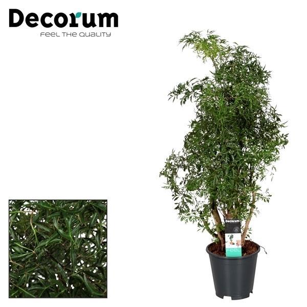 Polyscias Hawaiiana Ming (aralia) 65 cm hoog, pot ø17 cm