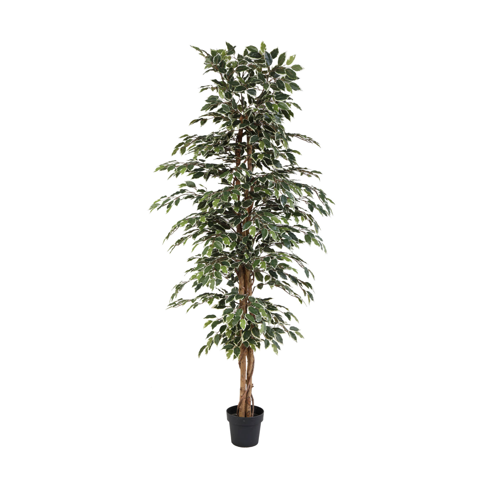 Kunstplant Ficus Benjamina Variegata 205cm - ø20