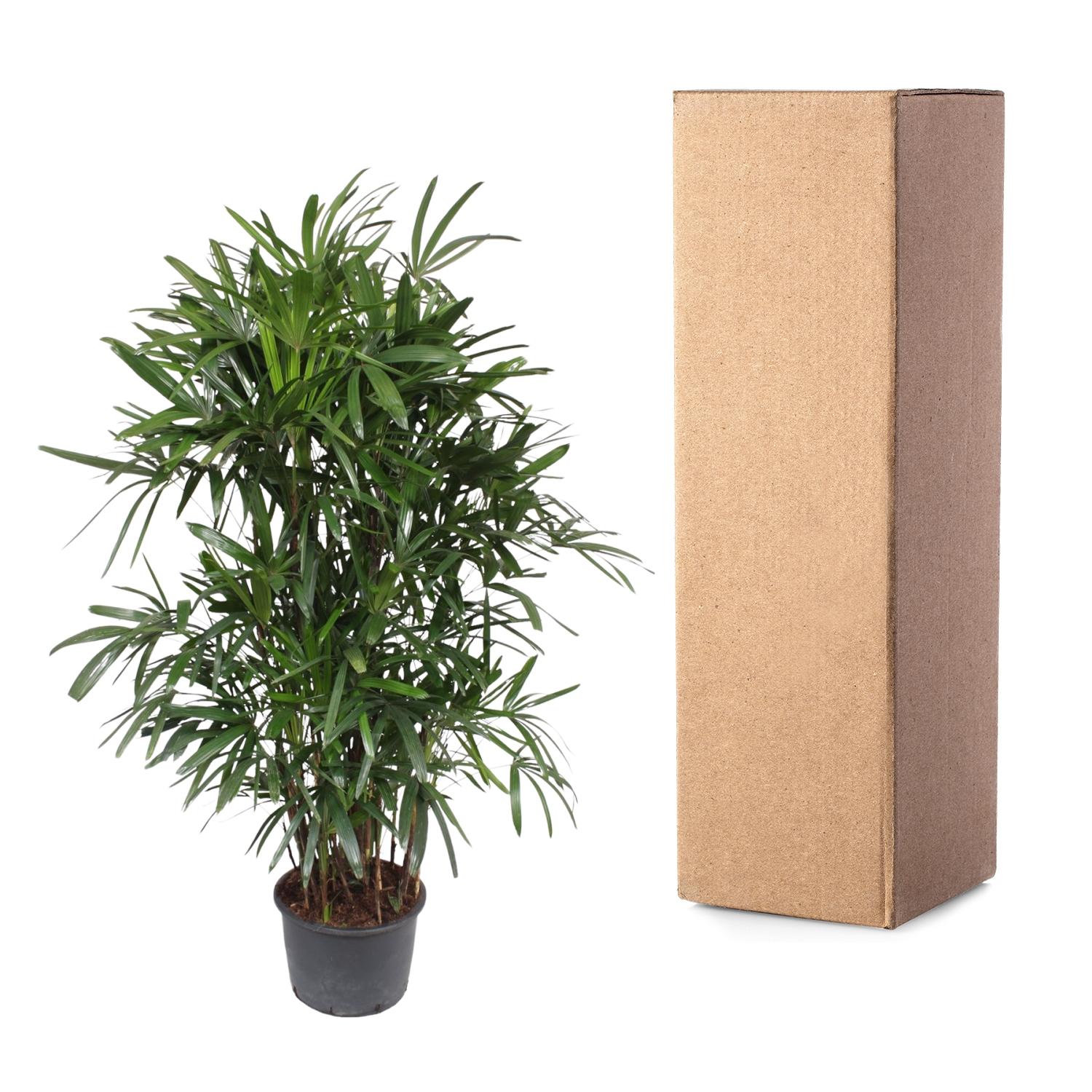 Rhapis Excelsa - 240 cm - ø44 - XXLplant