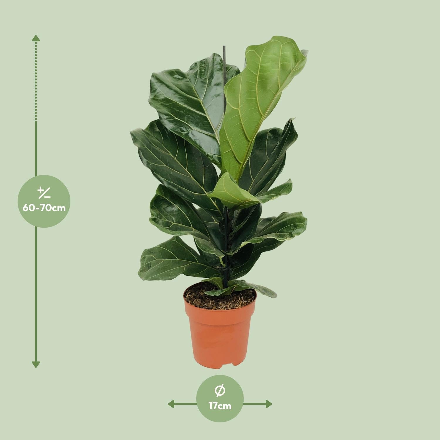 Ficus lyrata (vioolblad ficus) 75 cm hoog, pot ø17 cm