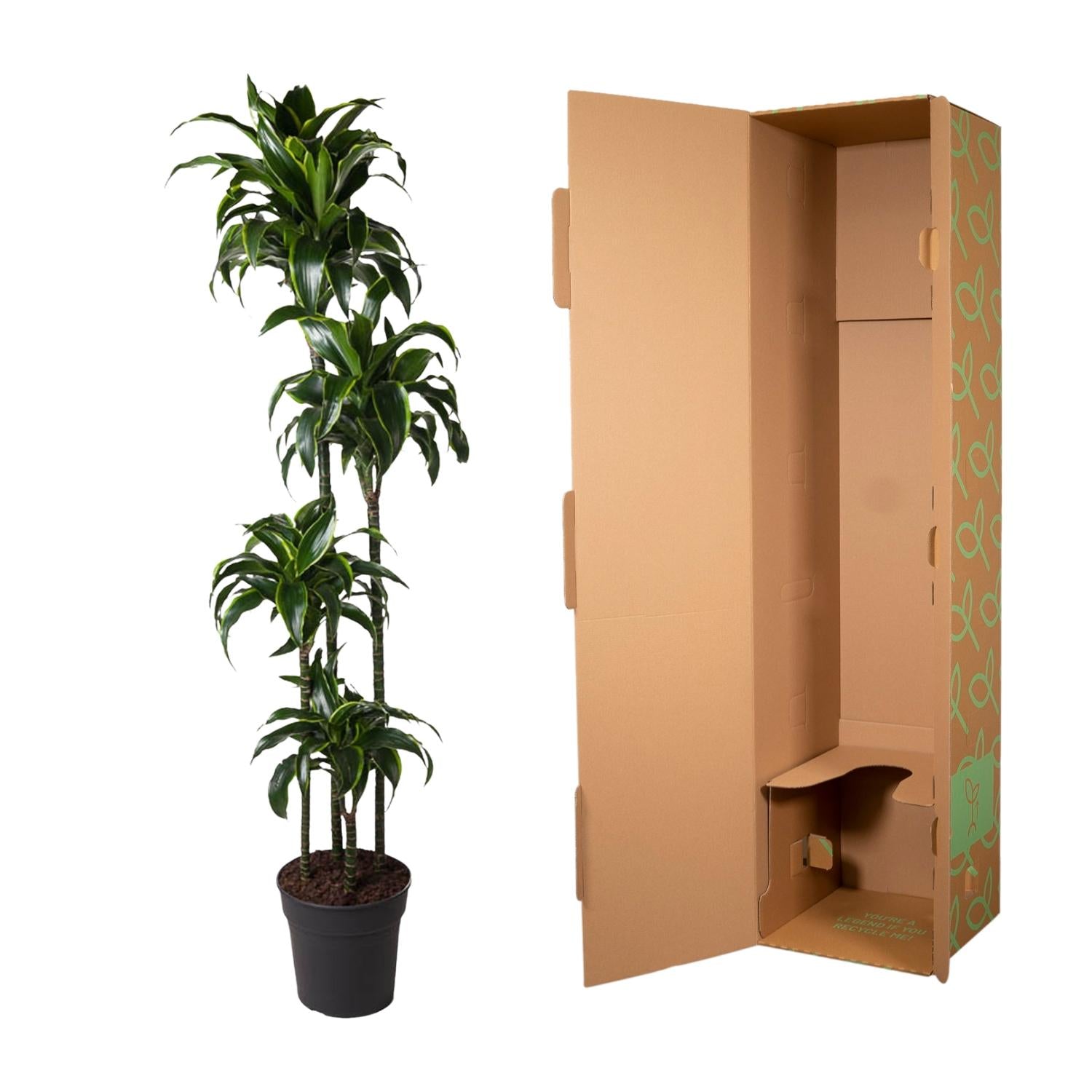 Dracaena Dorado 170cm - ø27