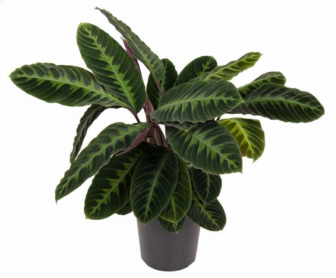 Calathea Warscewiczii Ø24 90cm - ø24