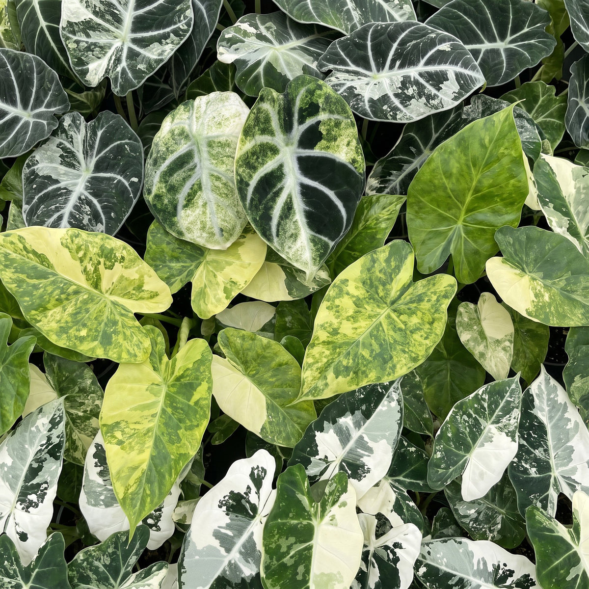 Baby-Alocasia Tricolour Variegata