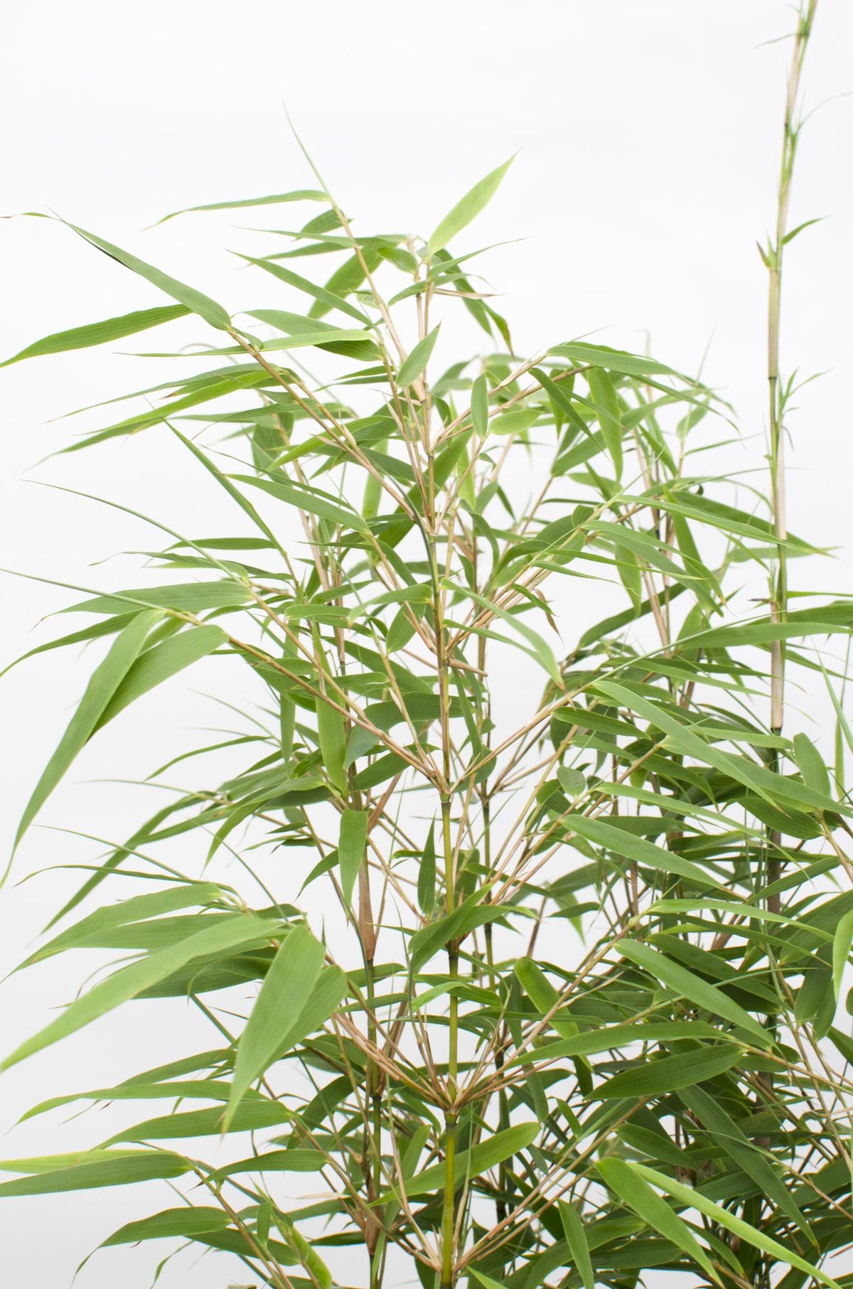 Ikke-spredende bambus , 4 planter på 60 cm