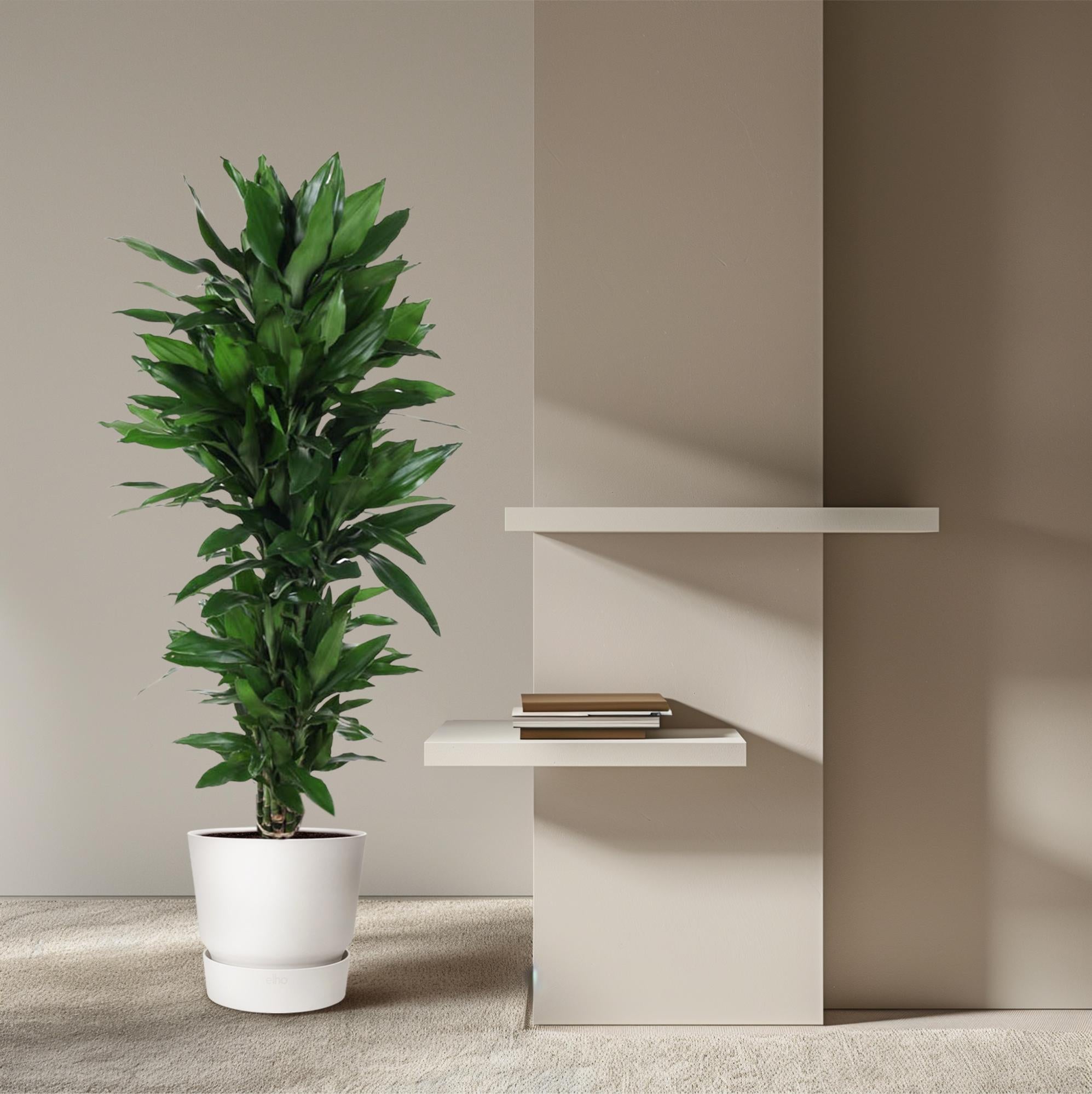 Drakenbloedboom Janet Lind vertakt (Dracaena) 120 cm hoog, pot ø27 cm