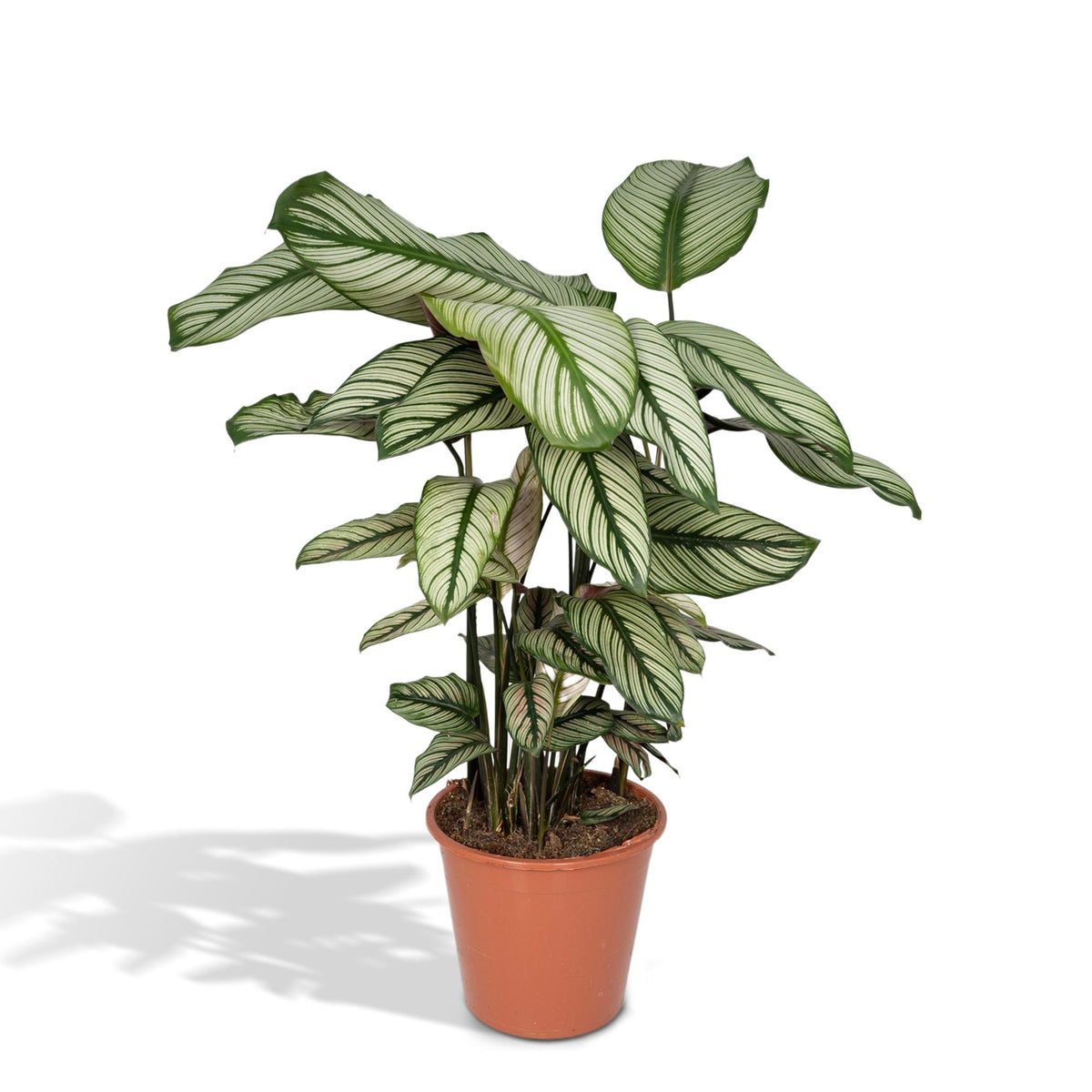 Korbmarante 50 cm hoch, Topf ø19 cm